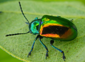 Dogbane Beetle